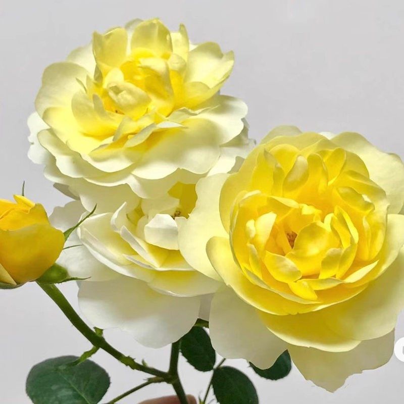 黄果汁 微型月季 (果汁阳台芽变) 抗病花量大复花快,鲜花速递/花卉仿真/绿植园艺,月季/蔷薇/玫瑰,淘宝优惠券,粉丝福利购,淘宝优惠卷