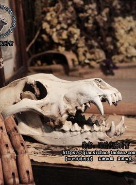 复古做旧狼头骨摆件装饰模型万圣节橱窗酒吧陈列装饰摄影拍摄道具