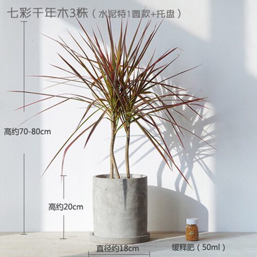 七彩铁千年木大盆栽办公室观叶三杆龙血树盆栽净化空气绿植网红