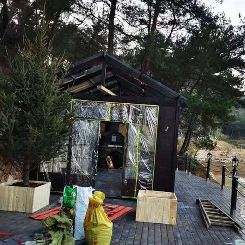 4m超大形圣诞树真树  大型商场圣诞节挪威云杉活的圣诞树真松树