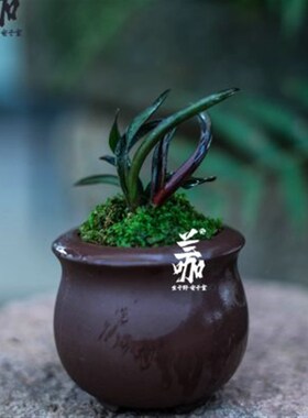 珍袖名贵迷你矮种建兰红草行龙奇叶四季兰花名贵送礼植物精品盆栽