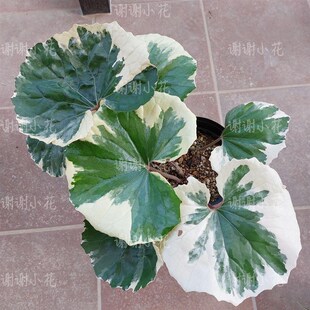 谢谢小花 大吴风草 浮云锦 耐寒白锦喜阴室内花园绿植好养植物
