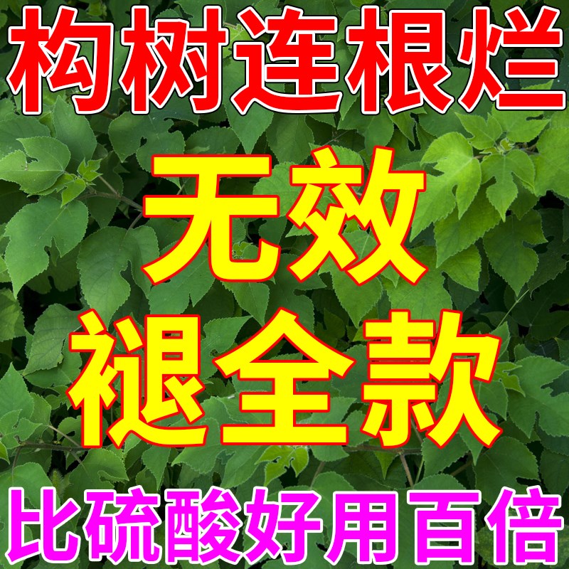 构树烂根药专杀除构树谷皮树假杨梅楮实子灌木拉拉藤专用除草剂