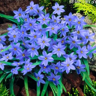 葱兰花苗风雨兰韭菜兰葱莲石蒜庭院绿化花卉工程苗室内外观花植物