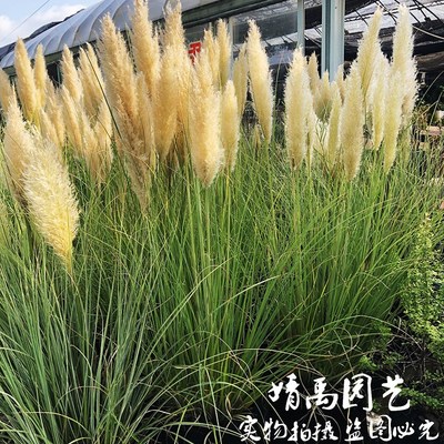 观赏草【矮蒲苇】花叶芦苇耐旱耐寒耐热喜光庭院花镜花园别墅造景