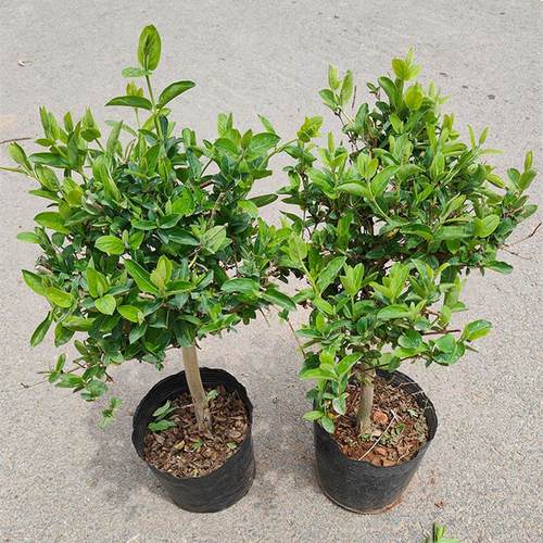 新品室外绿植耐寒耐热冬天抗寒耐冻花卉户外抗冻耐旱耐高温耐不怕