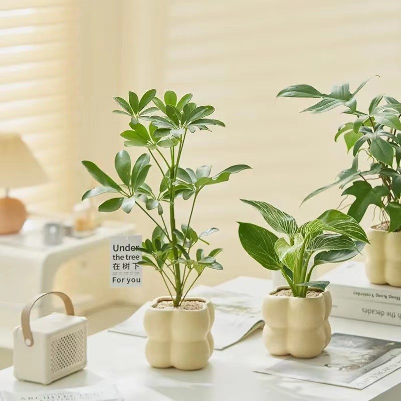 适合放客厅的绿植绿萝发财树文竹九里香花卉盆栽植物室内薄荷富贵