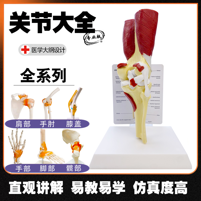 人体关节模型骨骼模型手脚关节髋关节膝关节肘关节附带肌肉韧带
