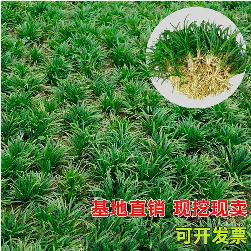 正宗矮麦冬草园林绿化细叶麦冬苗玉龙草耐寒耐旱四季青草坪植物