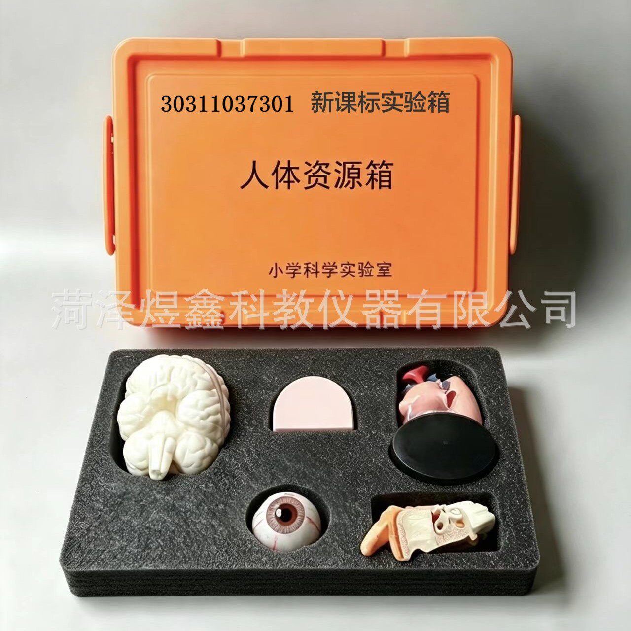 厂家供应小学科学人体资源箱新课标科学实验箱科学资源箱