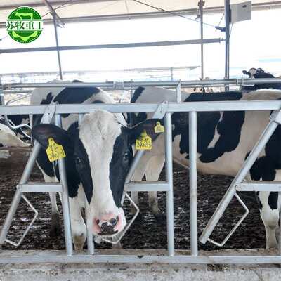 苏牧牛颈枷厂家自锁式牛颈夹养牛设备牛头固定夹方便进食不争抢