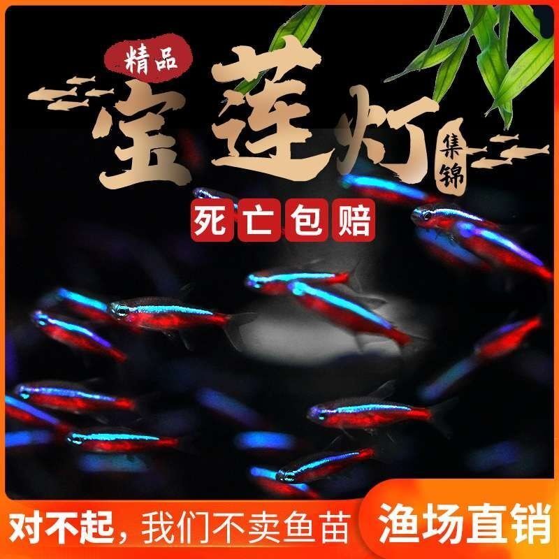 新款宝莲灯鱼小型灯o鱼红绿灯科鱼缸水草缸群游新手淡水鱼热带观