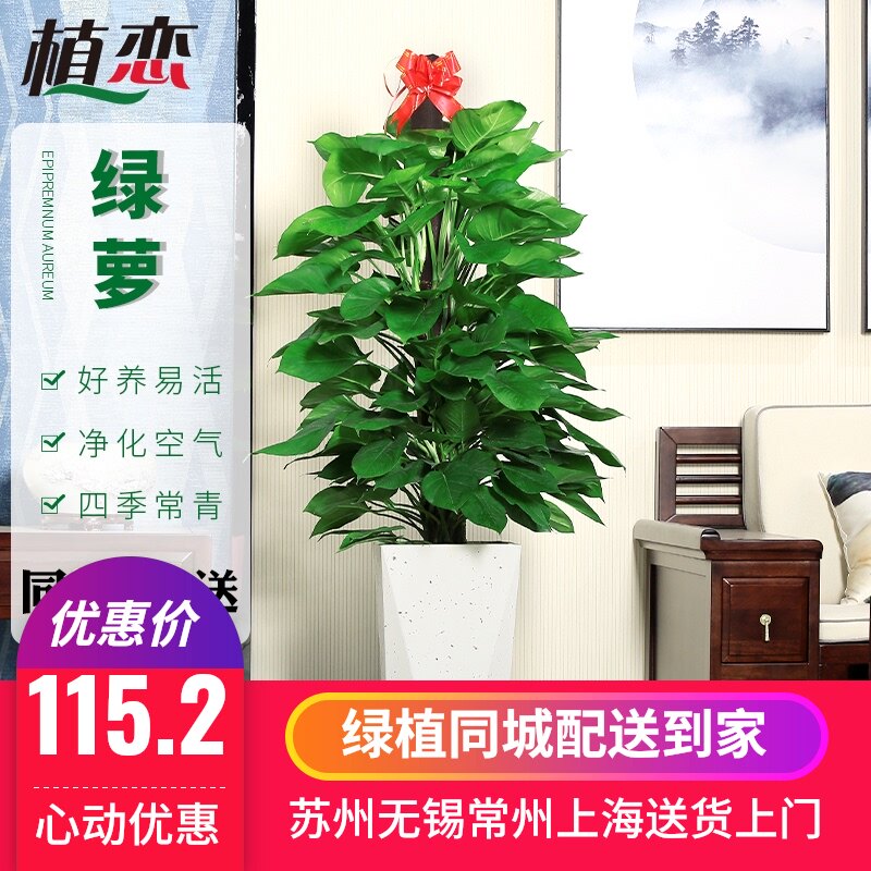大叶绿萝柱室内大型盆栽绿植盆景净化空气去除甲醛办公室客厅好养