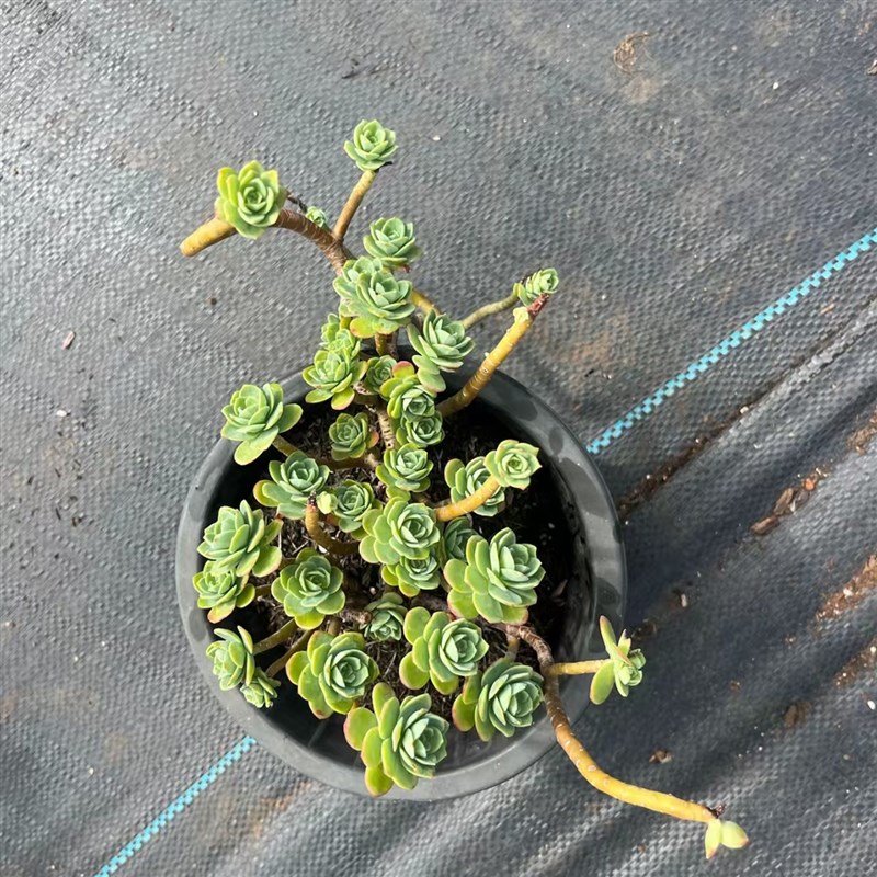 精品多肉  圆叶薄化妆 O   好养皮实