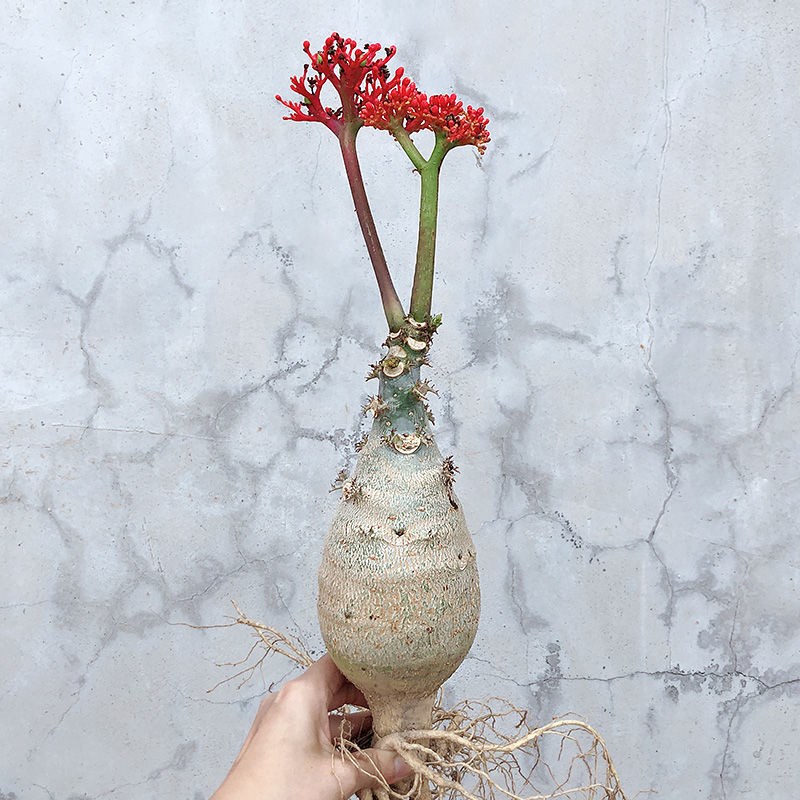 四季佛肚海棠开花l不断块根植物水培多肉植物观花佛肚树净化空气