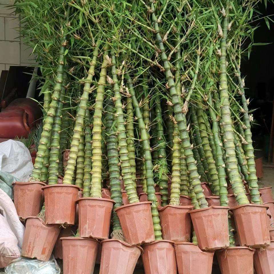 佛肚竹盆栽佛竹罗汉竹大粗竹子盆景葫芦竹阳台室内观赏绿植竹子苗