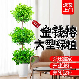 金钱榕树盆栽室内大型绿植客厅摇钱树办公室乔迁新居植物落地盆景