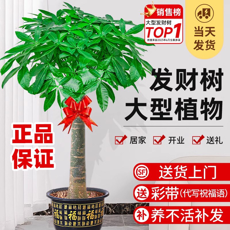 发财树摆客厅大棵盆栽室内摆客厅大型招财树绿植物办公室开业乔迁