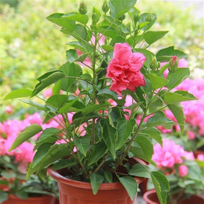 绿植盆栽 扶桑花苗 色彩鲜艳 朱槿牡丹芙蓉花 四季开花 多色可选