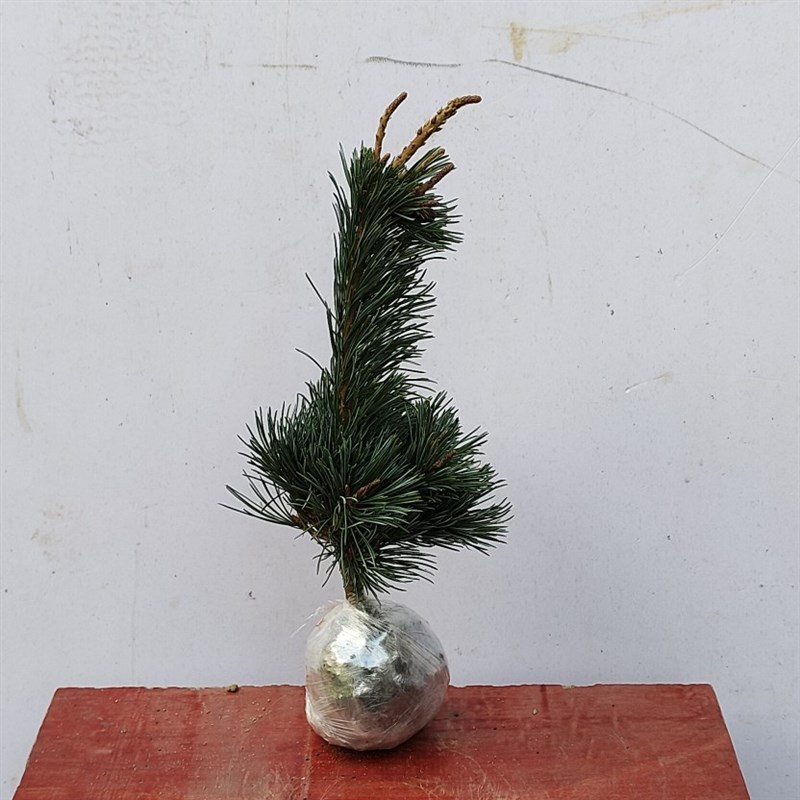 五针松盆景 素材 老桩提根