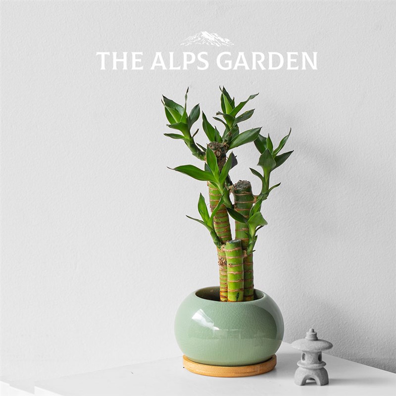 安第斯花园 富贵竹迷你盆栽 室内办公室桌面 净化空气 绿植盆栽