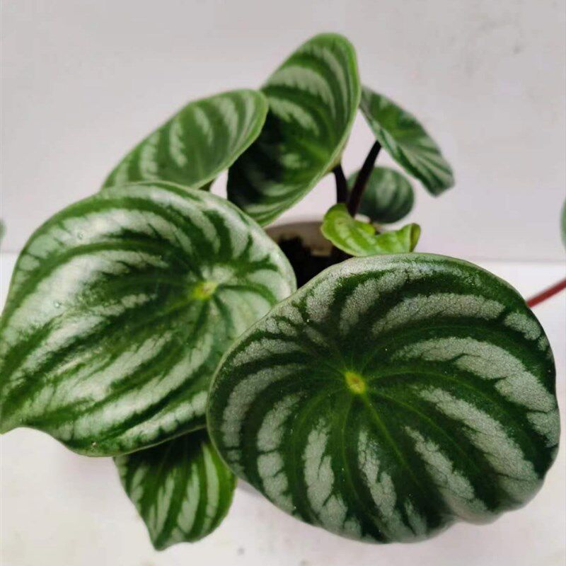 西瓜皮椒草室内桌面盆栽绿植内净化空气粗生好养超划算