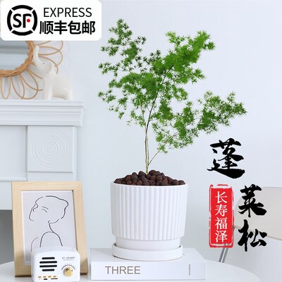蓬莱松盆栽老桩懒人好养植物室内客厅迎客松耐寒净化空气绿植盆景