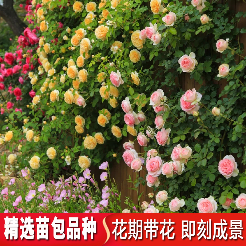 蔷薇木香花苗藤本月季大花浓香庭院爬藤植物花卉阳台玫Z瑰爬墙四