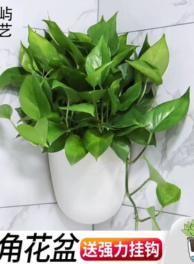 挂壁水培壁挂花盆懒人绿萝墙壁塑料挂式墙上直角转T角悬挂式挂花