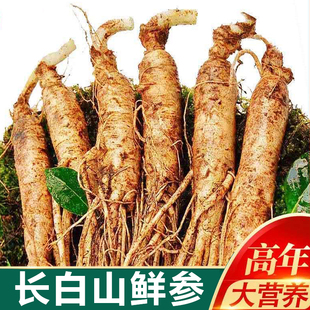 正宗长白山人参鲜人参现挖鲜参火锅煲汤泡酒药材东北特产高品质