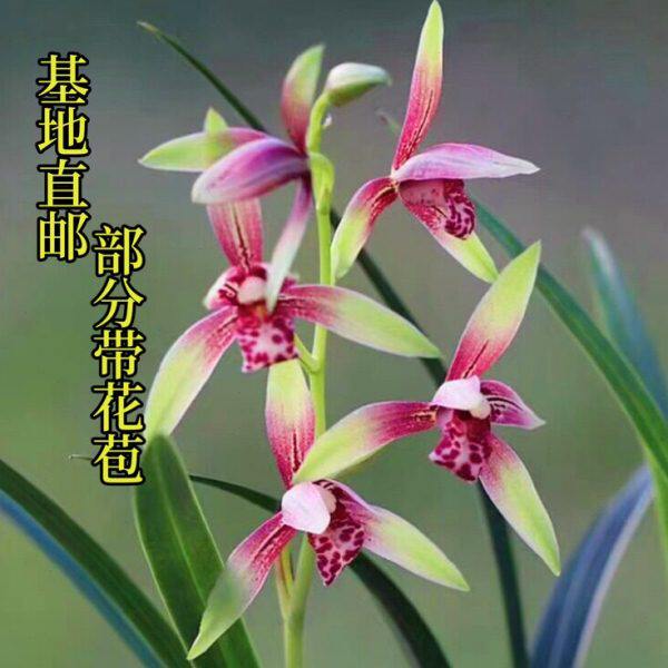 奇蝶艺线种富带花苞春品月小老高建兰红色包邮分山兰花苗国魂部山