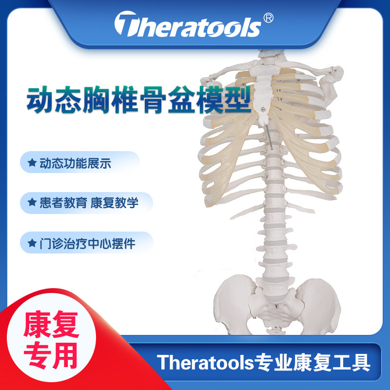 动态人体胸廓脊椎骨m盆骨骼模型脊柱胸椎孕产产后康复活动关节可