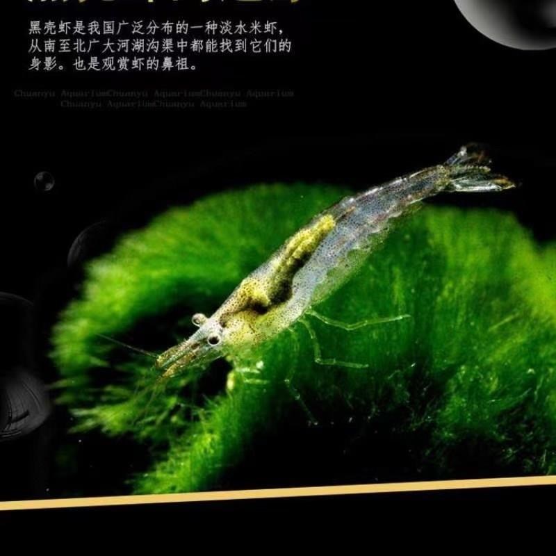 黑壳虾大体2cm左右水草除藻工具虾淡水观赏虾
