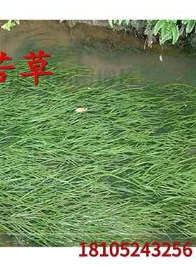 草鱼草种养鱼鱼吃的养殖四季畜牧鱼塘水草鱼草牧草喂鱼一年生