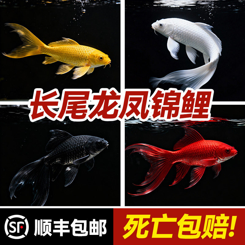 长尾龙凤锦鲤观赏鱼黑金锦鲤蝴蝶鲤鱼草金自来水冷水鱼苗好养耐活