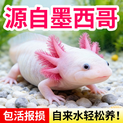 水洲纪六角恐龙淡水蝾螈耐活好养