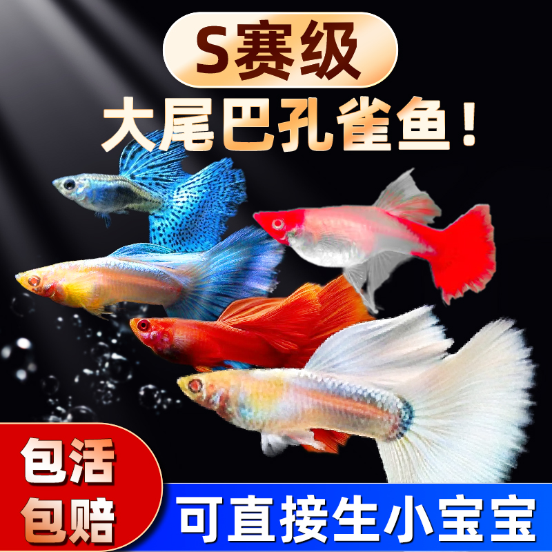 水洲纪全红孔雀鱼观赏鱼精品活体