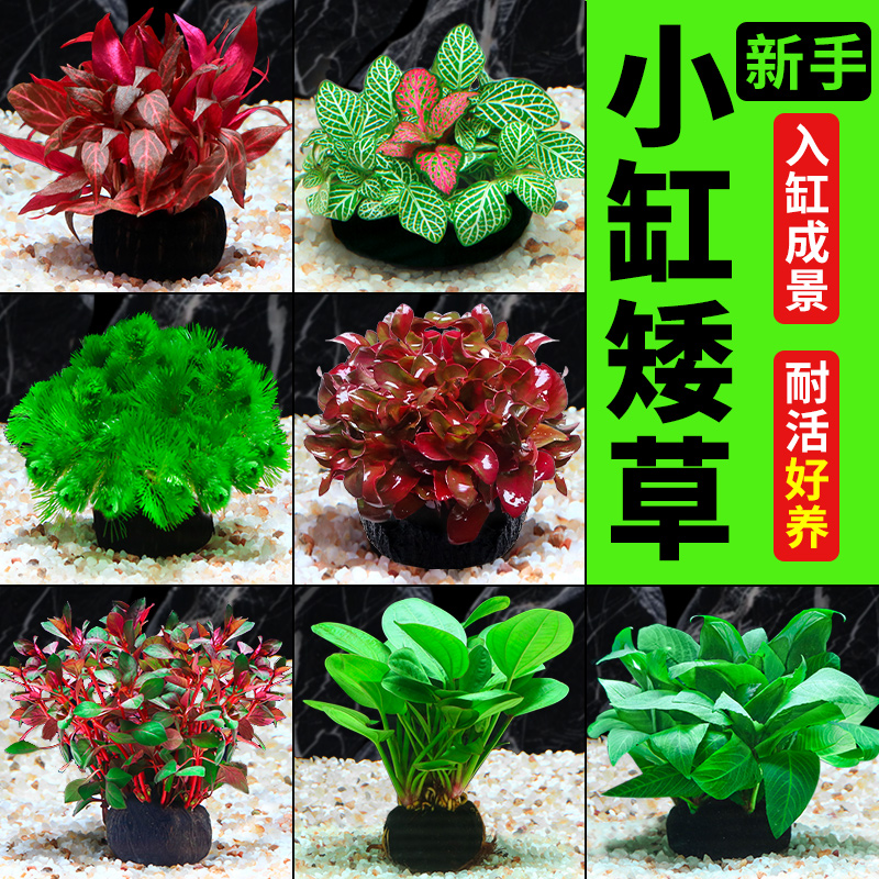 水洲纪鱼缸水草坨草植物活体造景