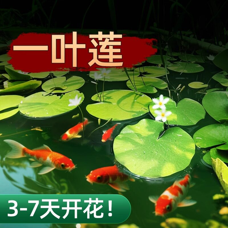 一叶莲浮萍水培植物鱼缸水草造景碗莲睡莲水养生净化水质四季开花