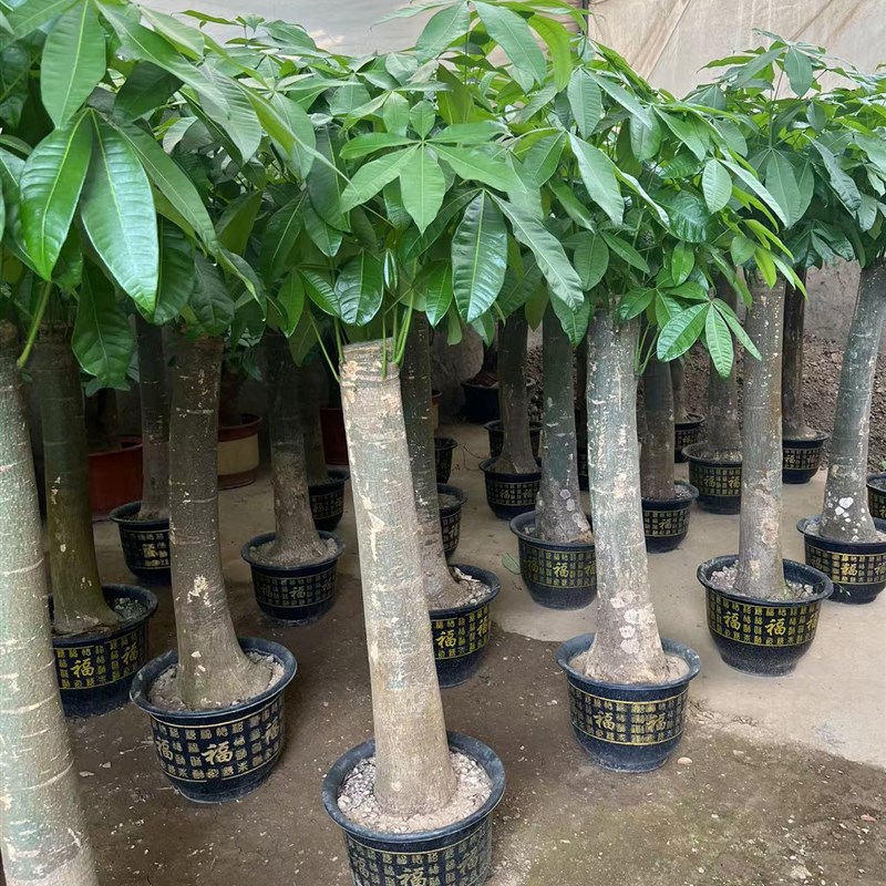 大单杆老桩发财树室内办公室客厅招财树乔迁开业S送礼盆景好养绿