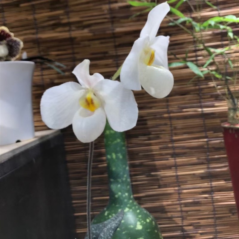 绿缘兰花-颜如玉兜兰 杏黄x德氏兜兰 杂交N实生苗室内桌面型兰花