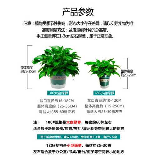 新房吸除甲醛绿萝盆栽室内植物净化空气绿植客厅大叶绿箩好养花卉