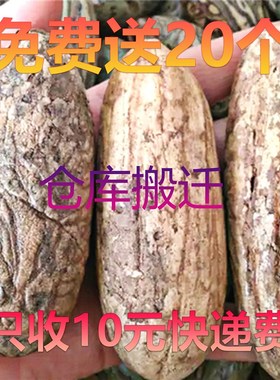 千眼菩提子 手把件 吊坠挂件白绿色原H子籽原料胖大果精品单颗超