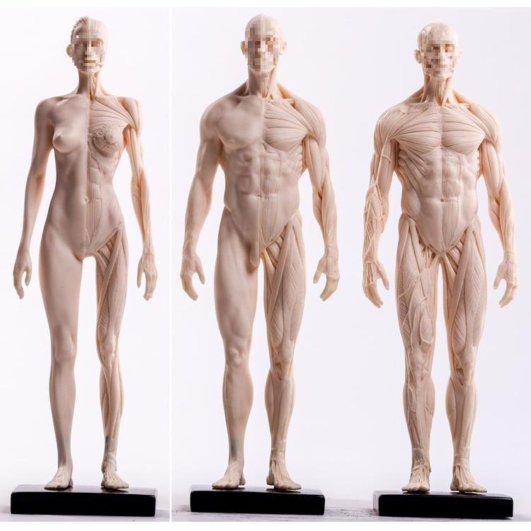 人体内脏结构模型学生绘画临摹人体雕塑CG参考模型静物体肌肉美术