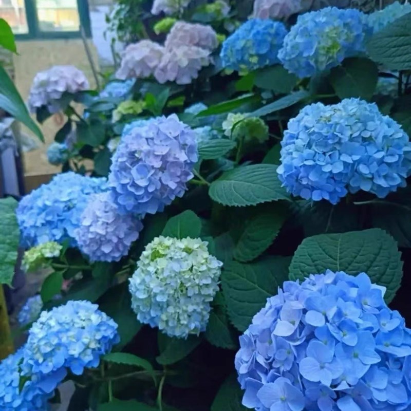 海蓝绣球,大花绣球庭院阳台盆栽