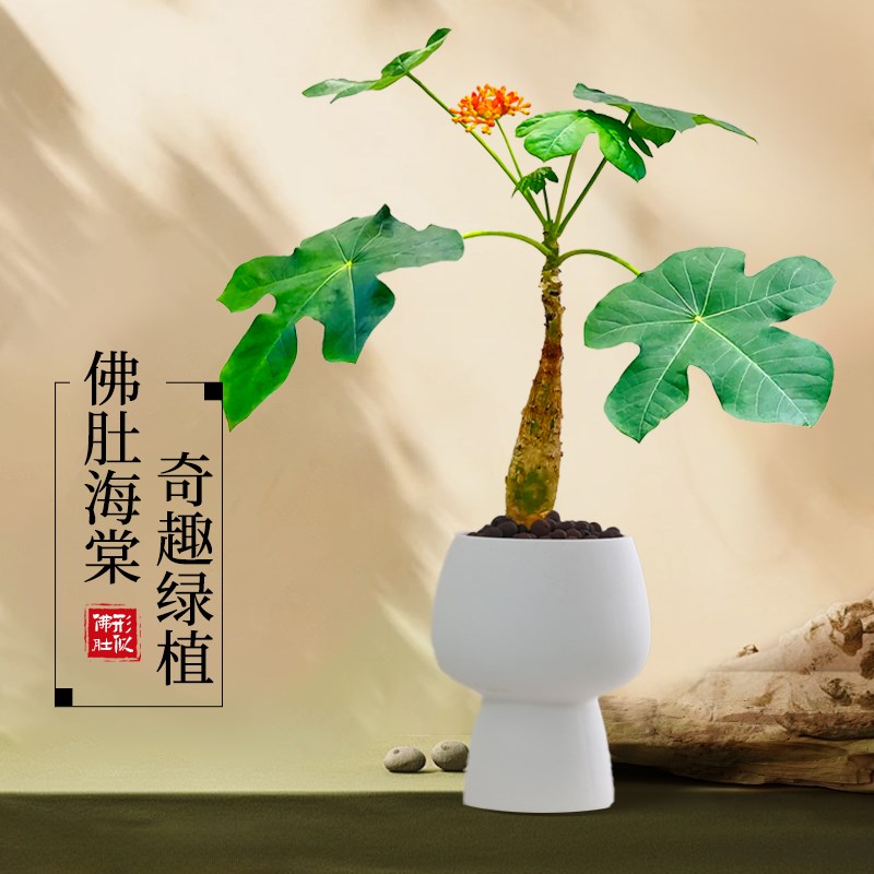 佛肚海棠花盆栽室内客厅桌面好养活花卉植物四季开花绿植老桩树苗