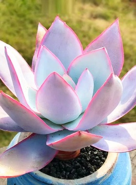 超粉多肉广寒宫多肉超大晚霞蓝光伯克利锦白玫瑰植物薄叶三仙