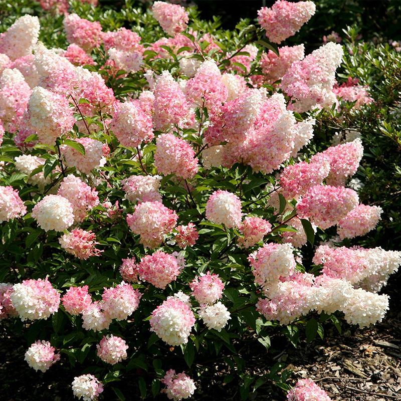 花香门第 香草草莓圆锥绣球花苗盆栽花卉植物庭院观花颜色对版