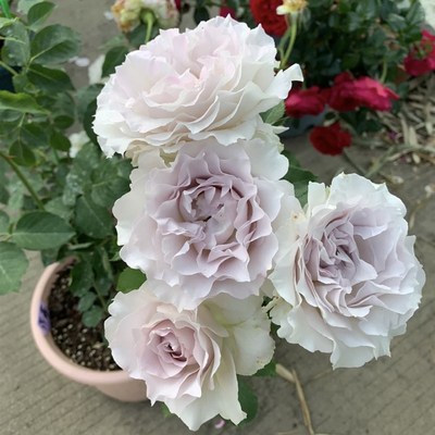 一加仑扦插莎菲天使