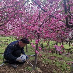 绚丽四季海棠花树苗盆栽西府海棠花庭院耐寒植物垂丝海棠风景绿化